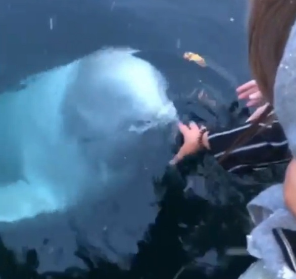 Beluga Whale Rescue Woman's Phone After It Accidentally Falls Into Ocean