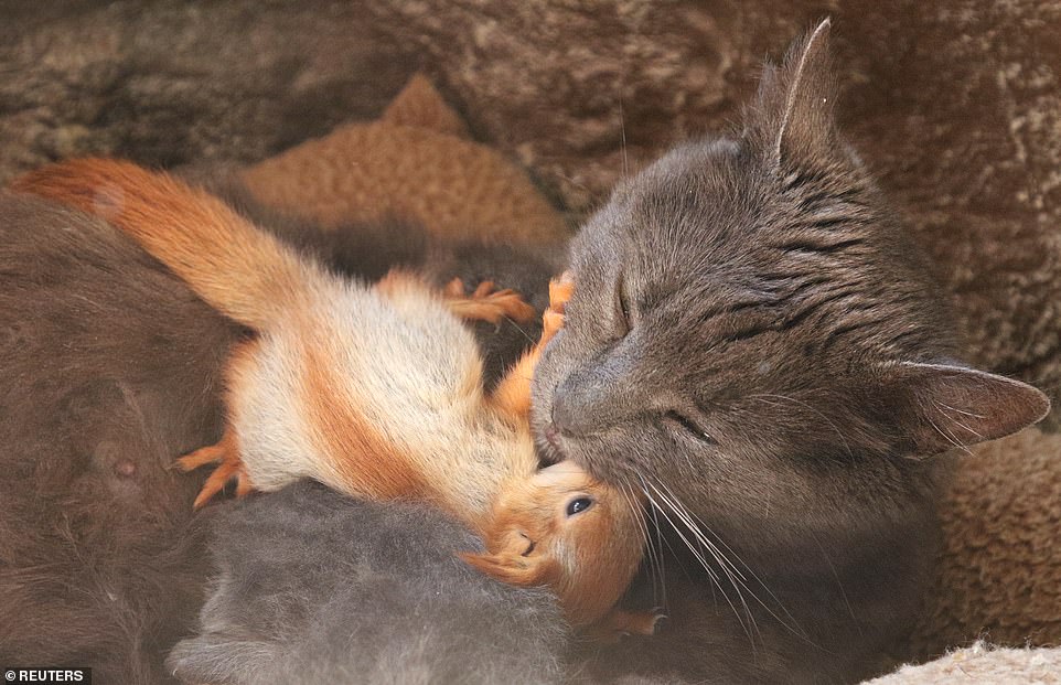 cat adopts four little squirrels