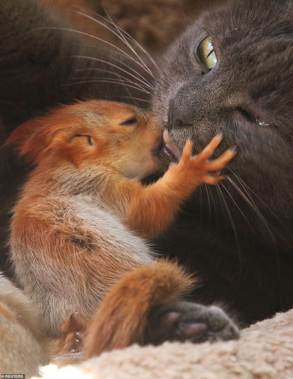 cat adopts four little squirrels