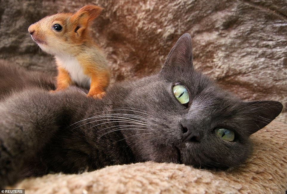 cat adopts four little squirrels