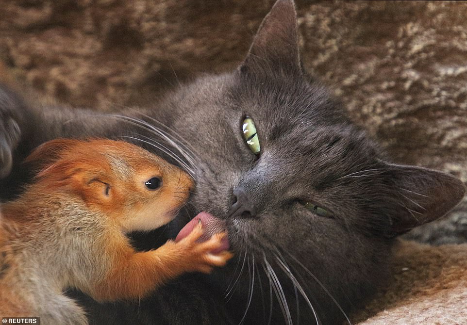 cat adopts four little squirrelscat adopts four little squirrels