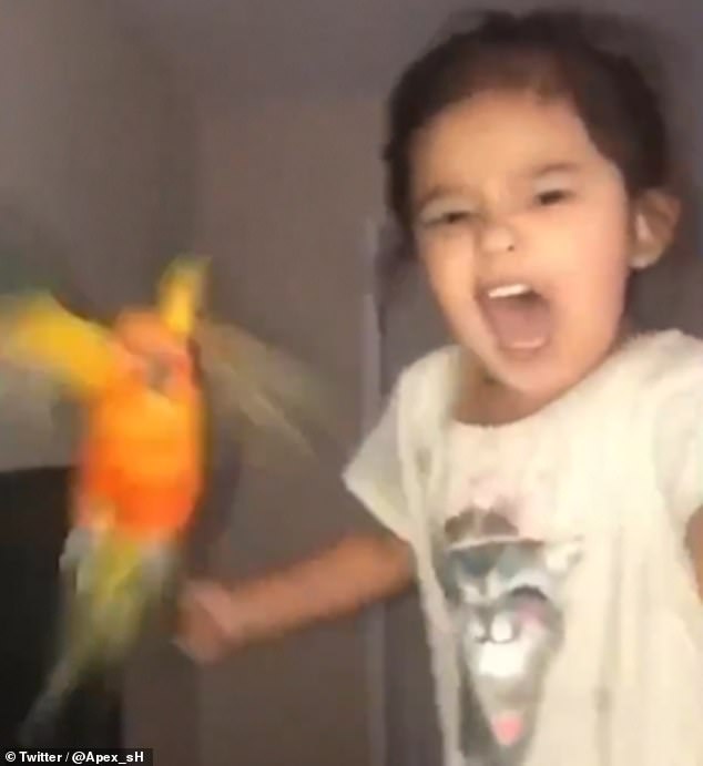 Reviewed: This Pet Bird Is Trained By The Little Girl To Attack Whoever She Screams At