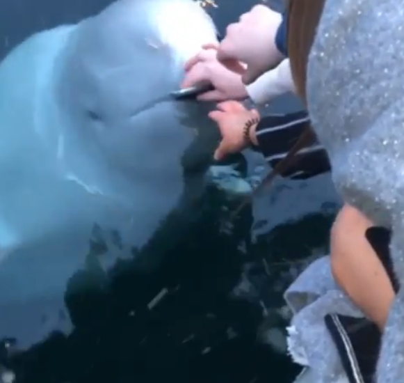 Beluga Whale Rescue Woman's Phone After It Accidentally Falls Into Ocean