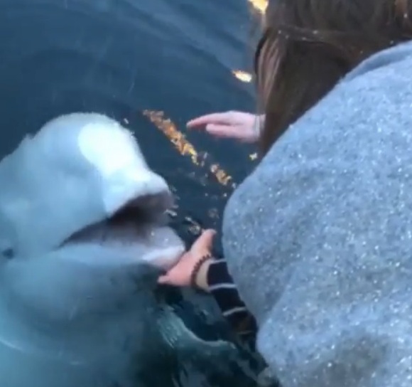 Beluga Whale Rescue Woman's Phone After It Accidentally Falls Into Ocean