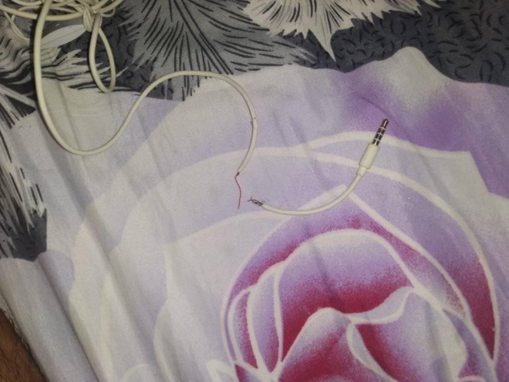 adorable cat bites earphones, brought snake as apology