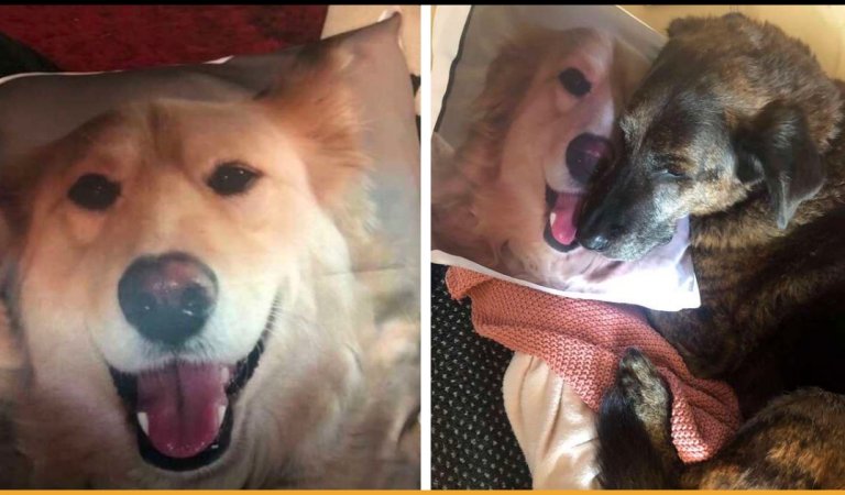Heartbroken Dog Won’t Stop Cuddling His Brother’s Pillow After Losing Him