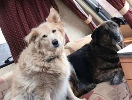 The Loss Of A Grieving Dog Is Solaced By A Pillow With Brother’s Face