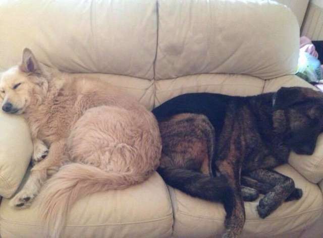 The Loss Of A Grieving Dog Is Solaced By A Pillow With Brother’s Face