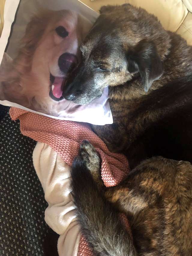 The Loss Of A Grieving Dog Is Solaced By A Pillow With Brother’s Face