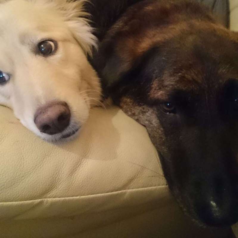 The Loss Of A Grieving Dog Is Solaced By A Pillow With Brother’s Face