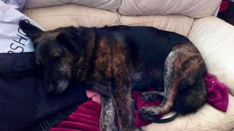 The Loss Of A Grieving Dog Is Solaced By A Pillow With Brother’s Face