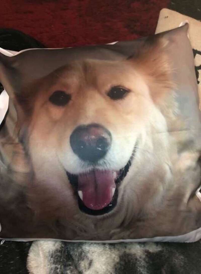 The Loss Of A Grieving Dog Is Solaced By A Pillow With Brother’s Face