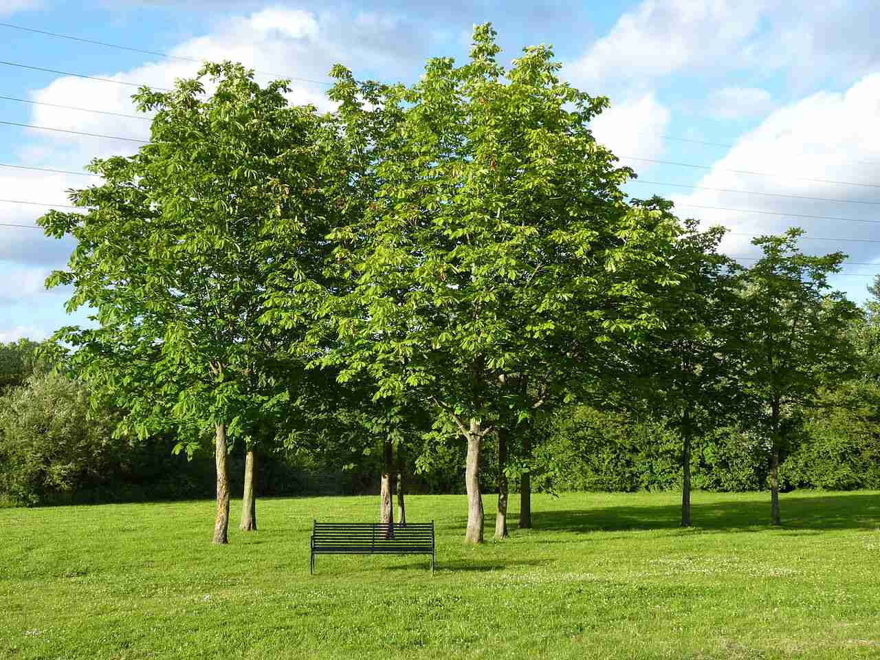 Philippines Passes New Law That Requires Students To Plant 10 Trees Before They Graduate