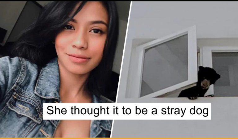 Malaysian Singer Mistakenly Keeps Bear Cub In Her Flat Thinking It Was A Stray Dog