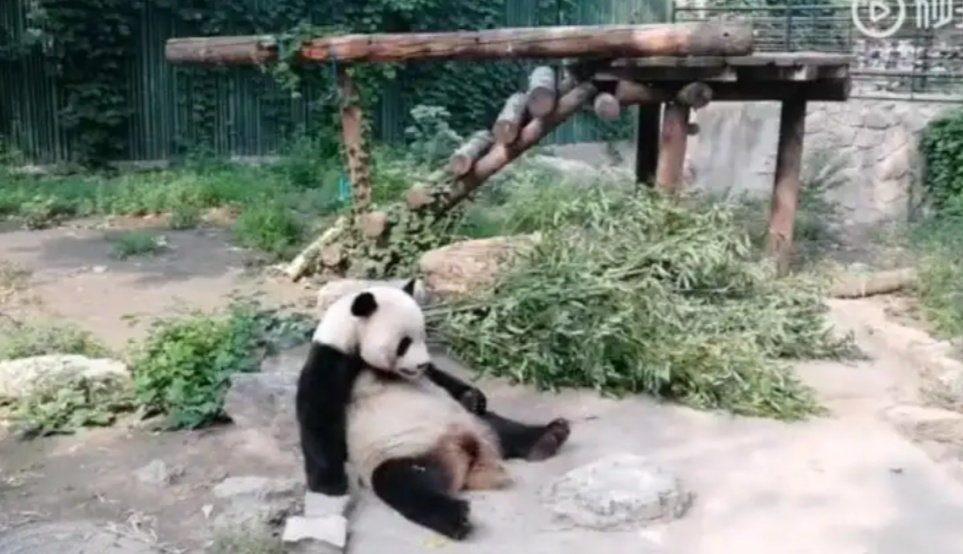 Tourists In A Zoo In Beijing Throw Rocks On Pandas To Wake Them Up