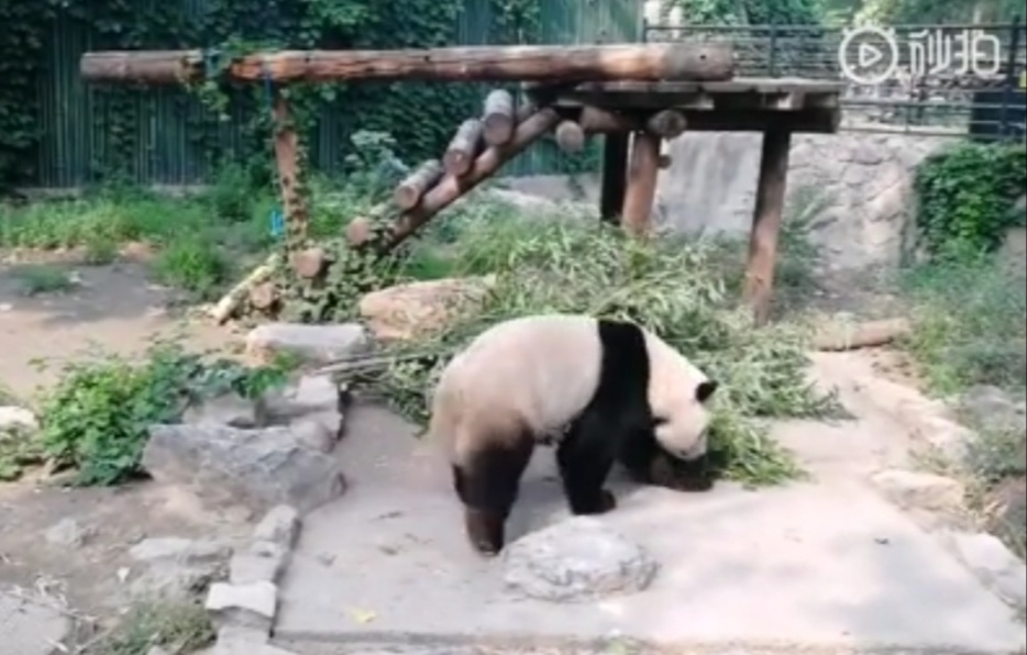 Tourist In A Zoo In Beijing Throw Rocks On Pandas To Wake Them Up