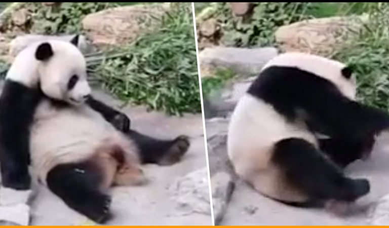 Tourists Throw Rocks On Panda To Wake Him Up In A Beijing Zoo
