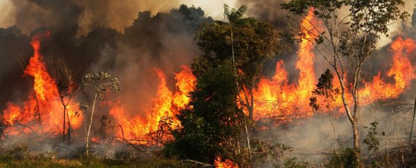 Amazon Rainforest burning 