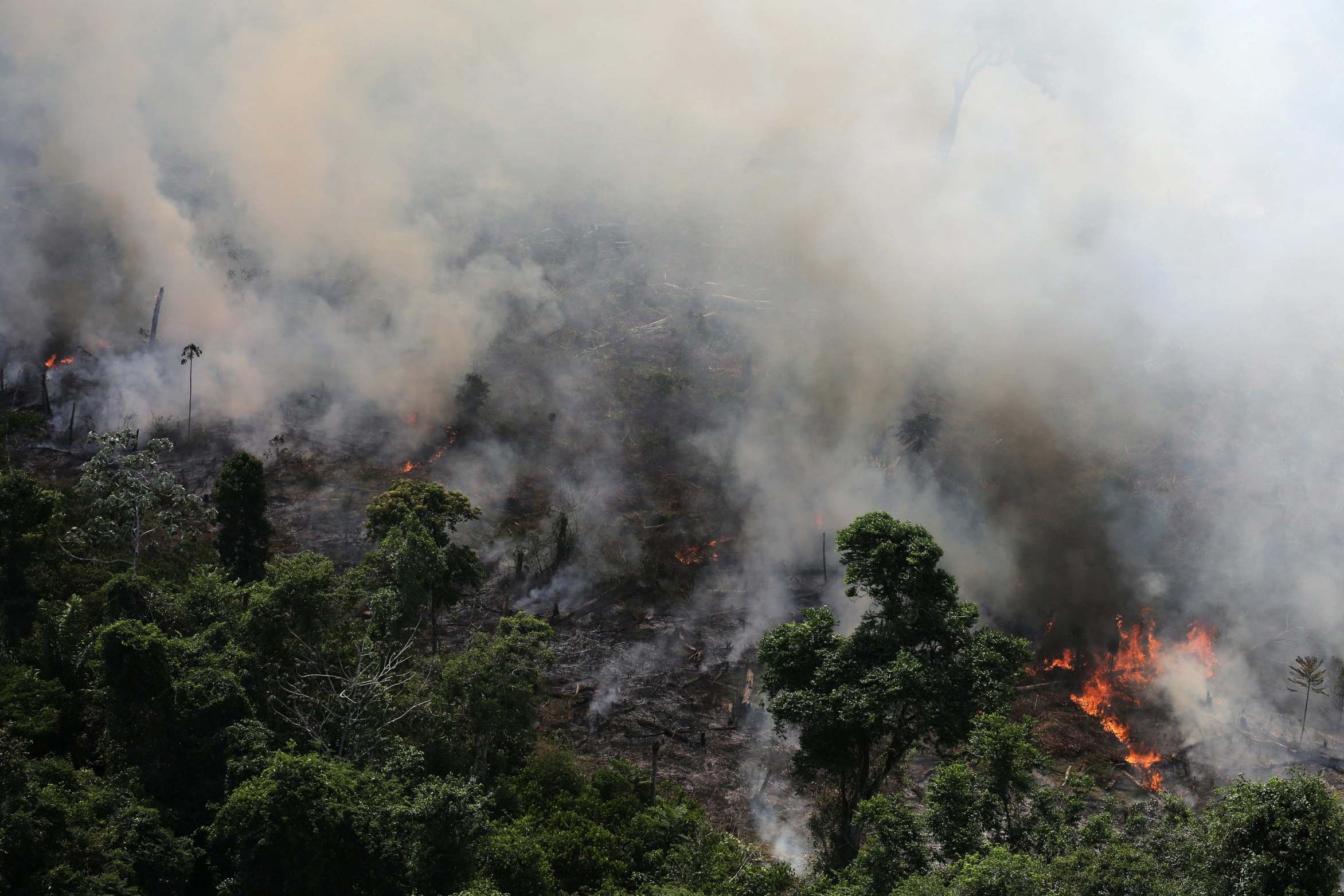 Amazon Rainforest Burning