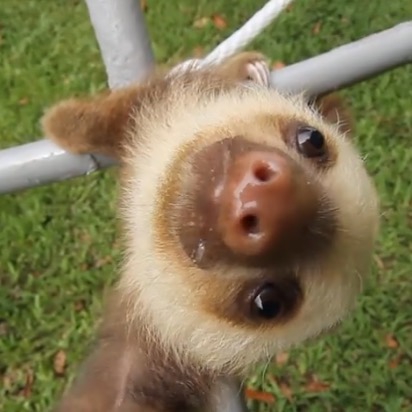 Baby sloths make you smile