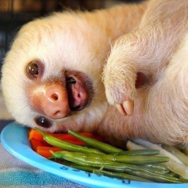 Cute pictures of baby sloths will make you smile