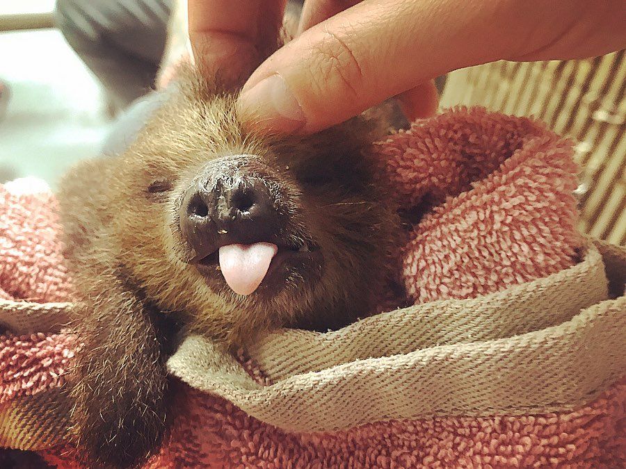 Cute pictures of baby sloths will make you smile