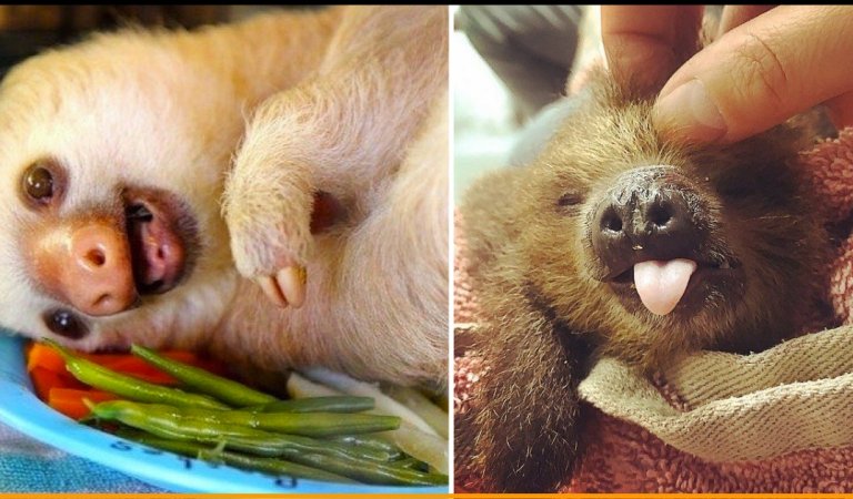 These Cute Pictures of Baby Sloths Are All Enough To Make You Smile