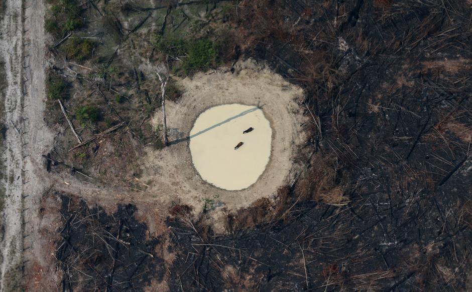 Wildfires in Amazon