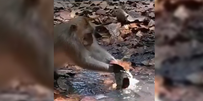 Monkey's attempt to save water make humans feel ashamed!
