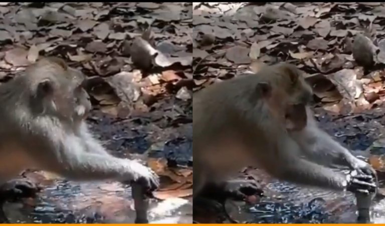 Monkey Tries To Fix Leaking Pipe To Save Water, Humans Feel Ashamed By This Noble Act