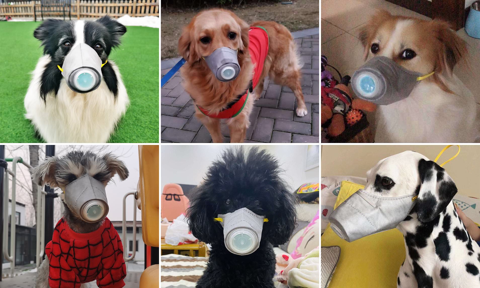 See the Pictures of Pets Wearing Masks In China Due To Coronavirus Terror