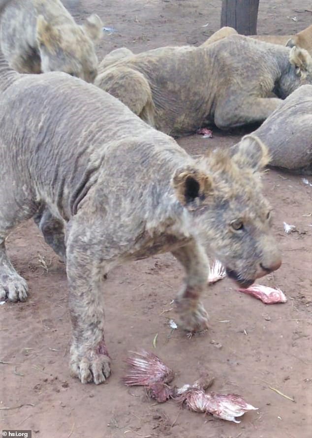 108 Diseased and Abused Lions Were Found on South African Farm