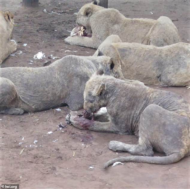 108 Diseased and Abused Lions Were Found on South African Farm