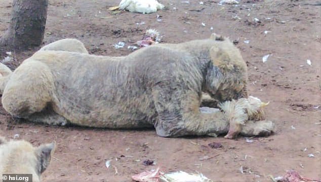 108 Diseased and Abused Lions Were Found on South African Farm