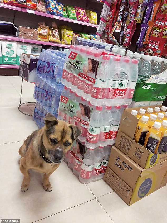 Dog Waits At Hospital For 3 Months After His Owner Died Of Coronavirus