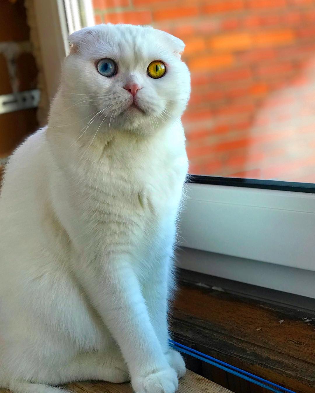 Scottish Fold Cat With Two Different Colored Eyes Has Left the Internet Stunned