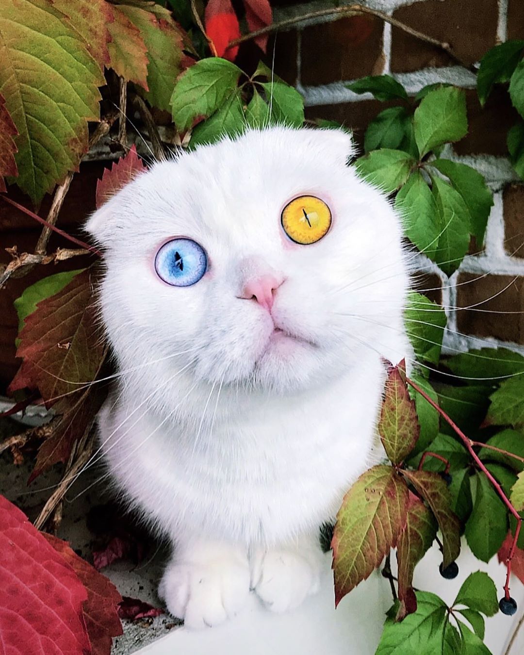 Scottish Fold Cat With Two Different Colored Eyes Has Left the Internet Stunned