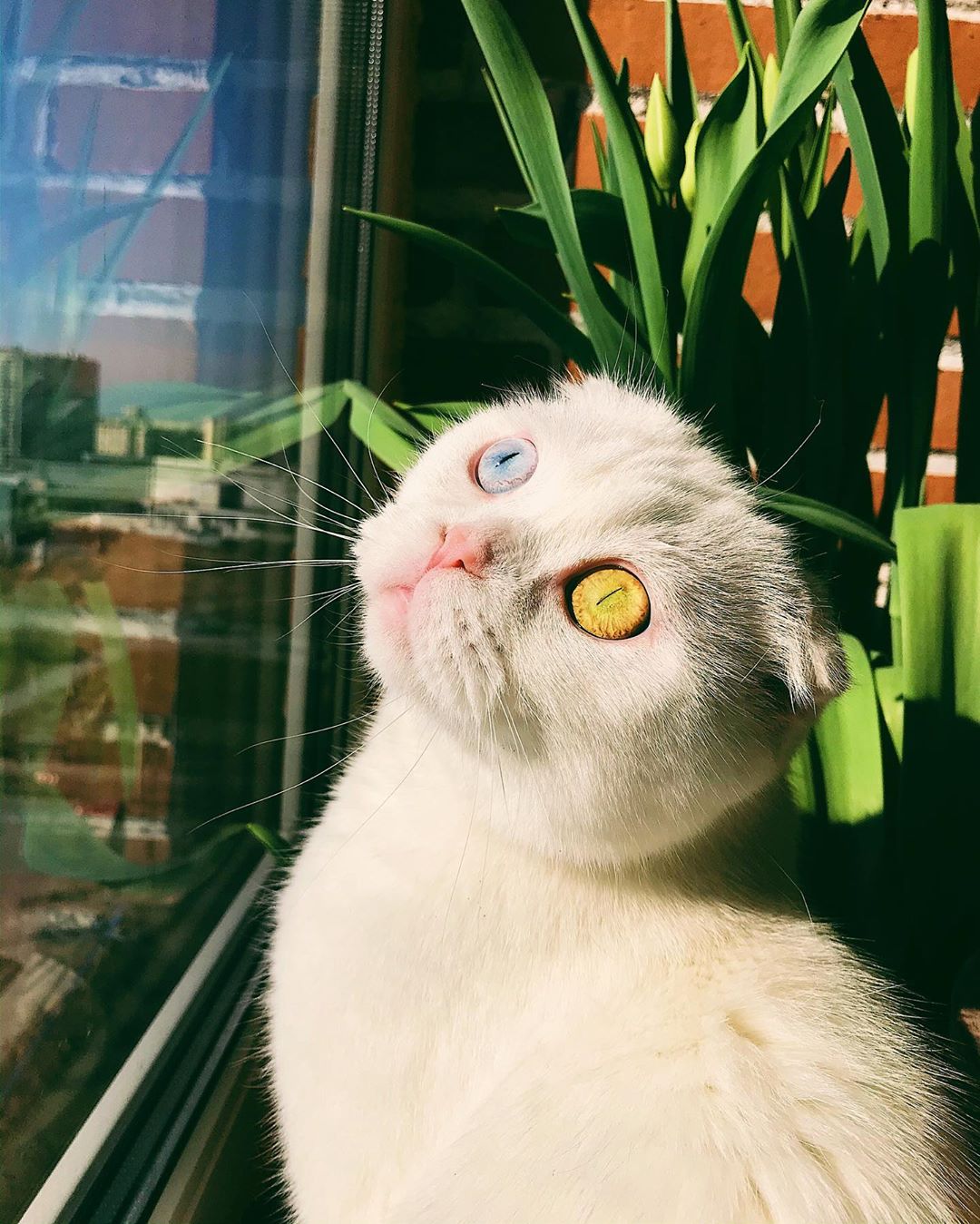 Scottish Fold Cat With Two Different Colored Eyes Has Left the Internet Stunned