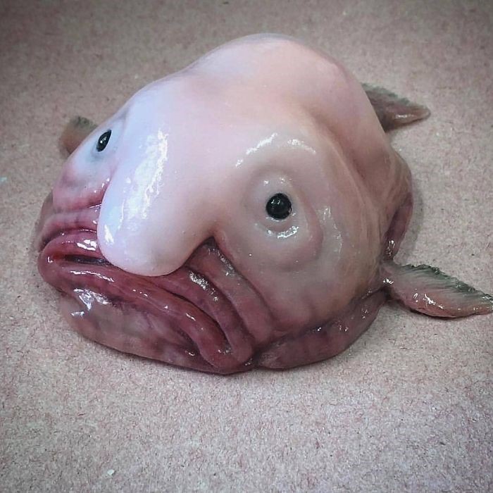 13 Strangest Animals On Planet Who Will Baffle Your Mind With Their Appearance
