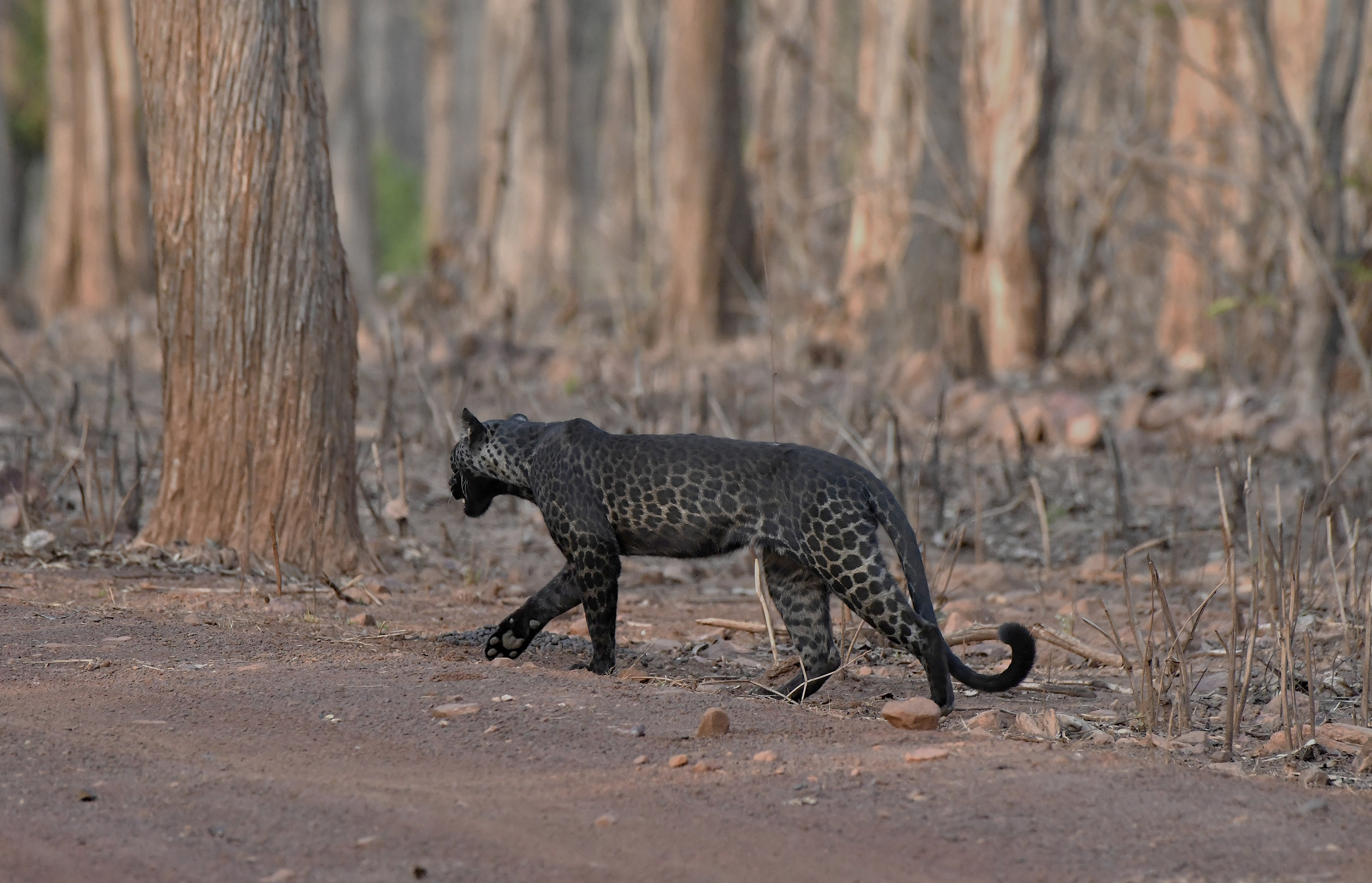 Extremely Rare Picture of Black Leopard Clicked By Tourist On First Ever Safari