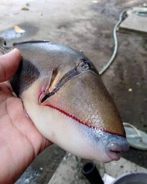 Fish With Human-Like Teeth Is Going Viral On The Internet For Its Unusual Appearance