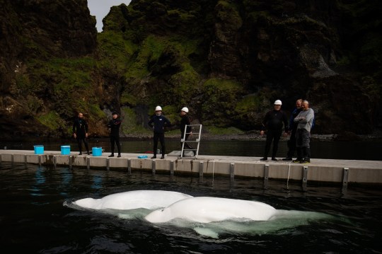 Two Beluga Whales Rescued From Performing As Show Animals After Nine Years In Captivity