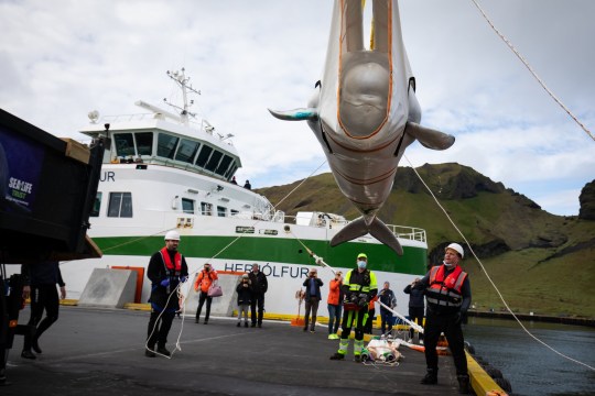 Two Beluga Whales Rescued From Performing As Show Animals After Nine Years In Captivity