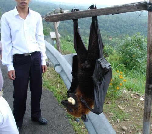 The Picture of This Human-Sized-Bat Surfacing The Internet Is Actually Real