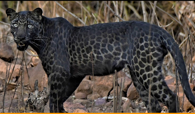 Extremely Rare Picture of Black Leopard Clicked By Tourist On First Ever Safari