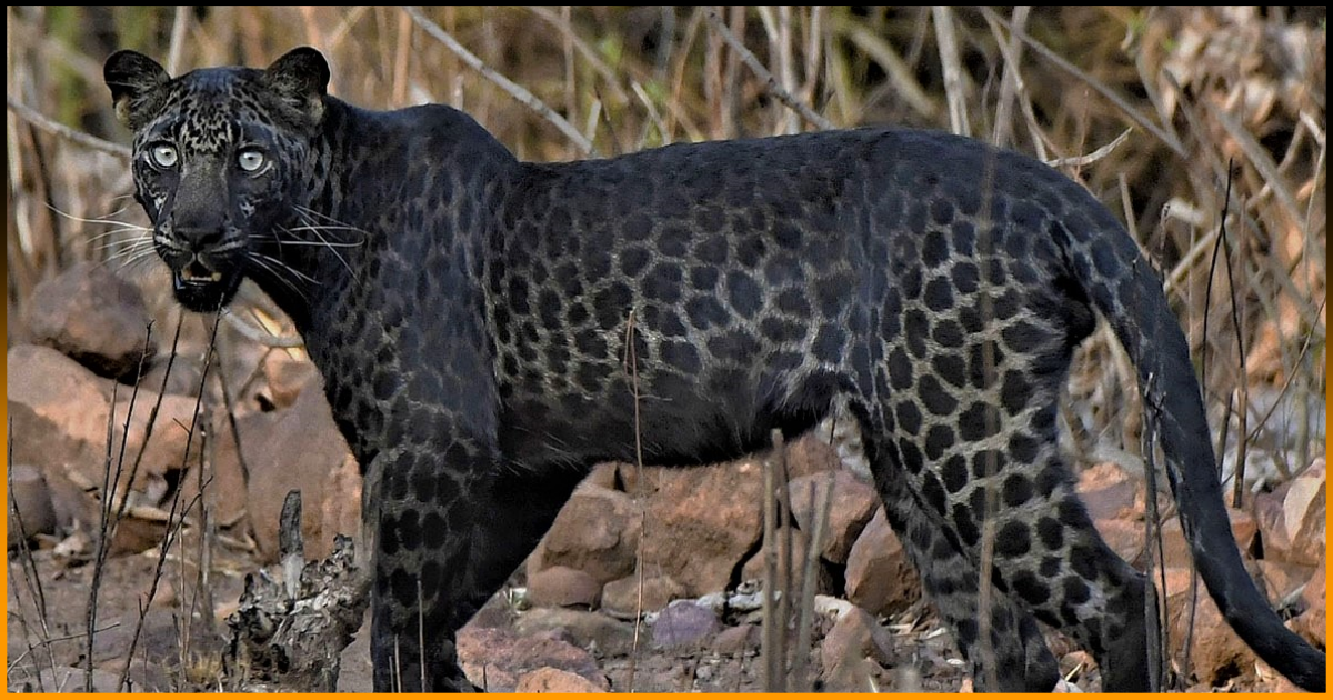 Extremely Rare Picture of Black Leopard Clicked By Tourist On First