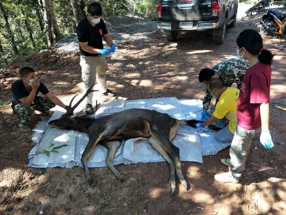 Deer Found Dead In Thai National Park With 15 Pounds of Trash Inside His Stomach