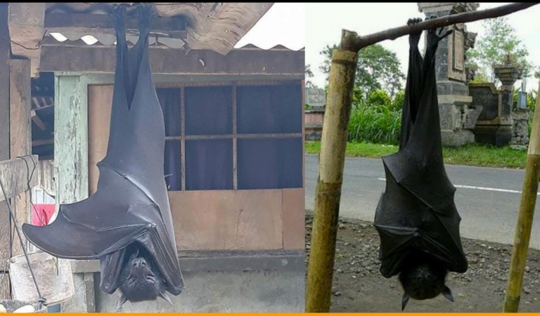 The Picture of This Human-Sized-Bat Surfacing The Internet Is Actually Real
