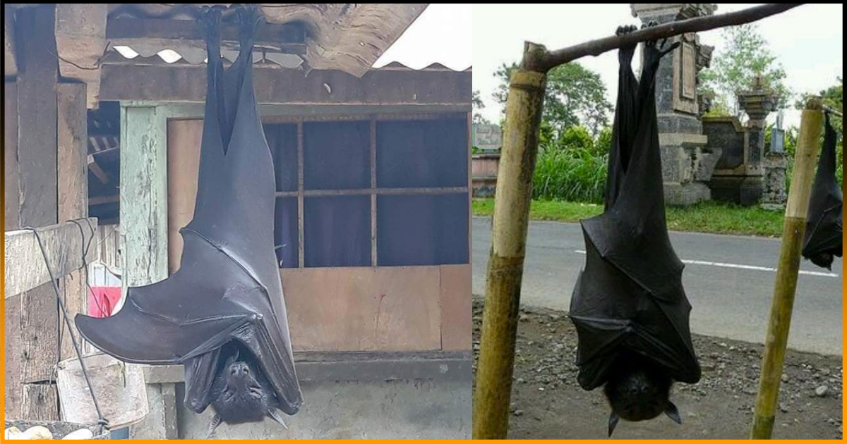 The Picture of This Human-Sized-Bat Surfacing The Internet Is Actually Real