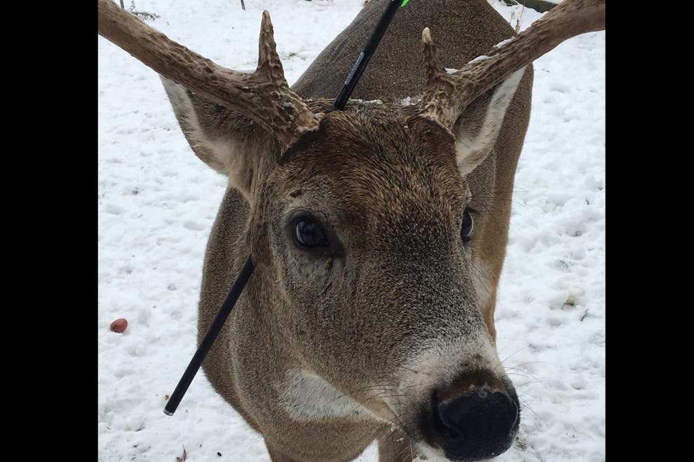 Carrot, The Deer Found With An Arrow Through His Head And He Is Still Alive